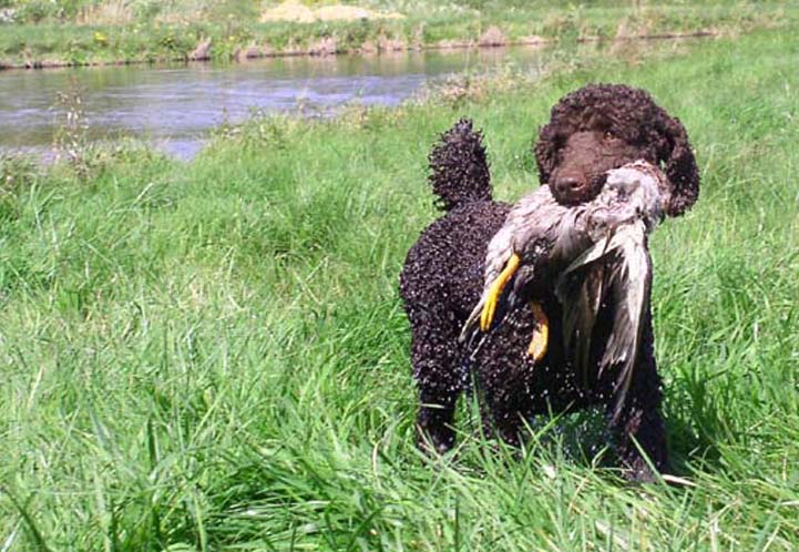 Hunting store poodle breeders