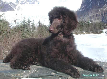 dark chocolate poodle