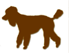 chocolate brown standard poodles